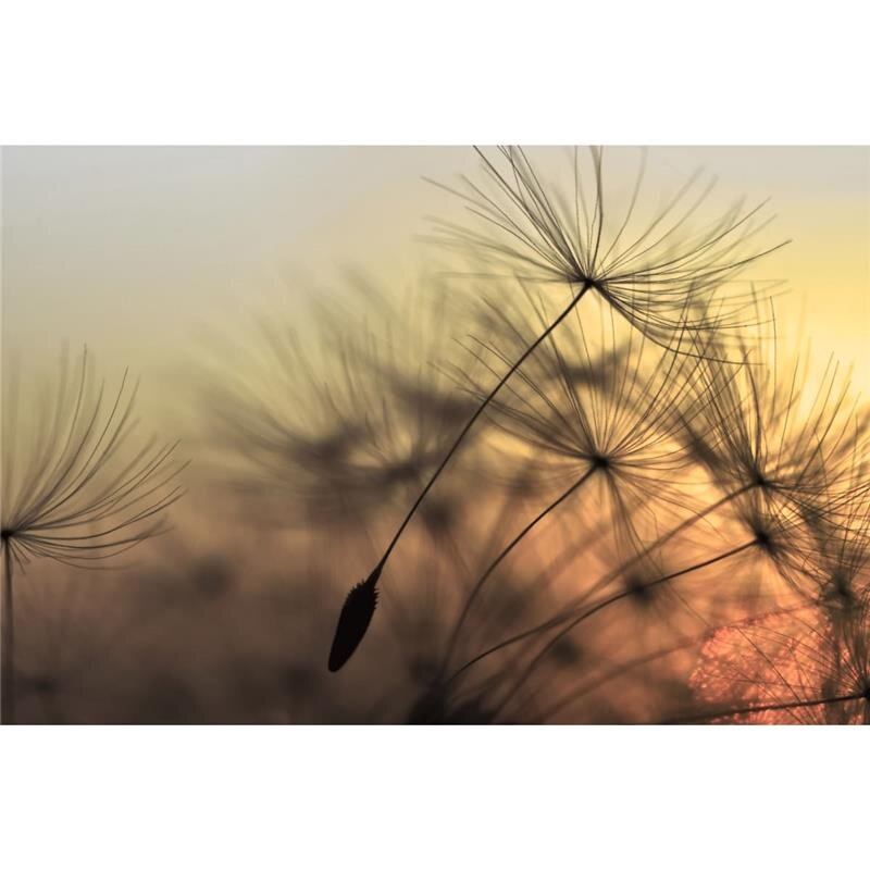 A.S. Création Leinwandbild FlyingDandelion2 Größe 90cm x 60cm