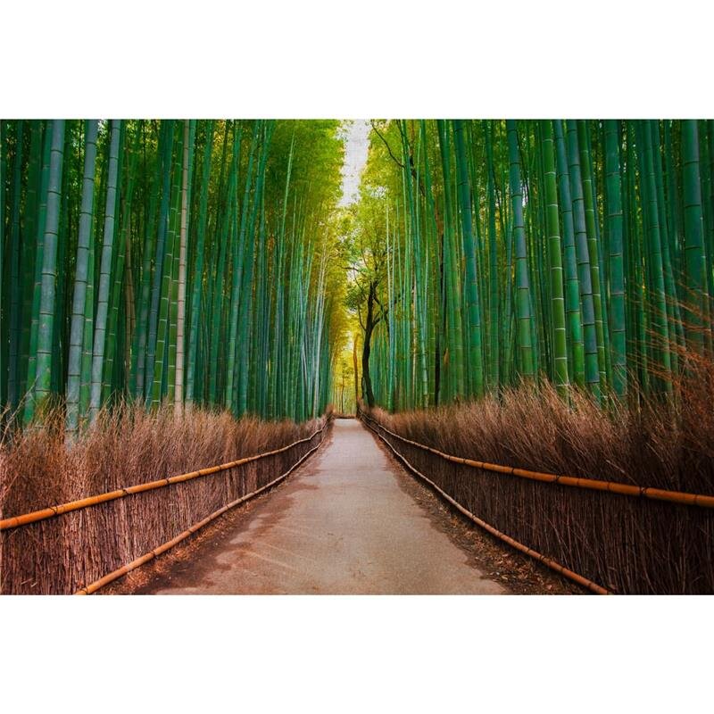 A.S. Création Leinwandbild BambusWalk Größe 90cm x 60cm