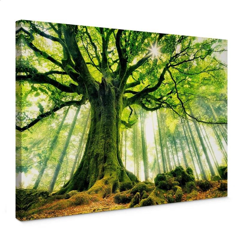 A.S. Création Leinwandbild Kiciak Größe 70cm x 50cm