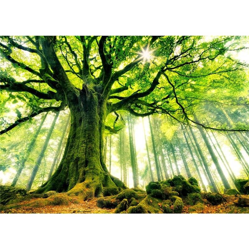 A.S. Création Leinwandbild Kiciak Größe 70cm x 50cm