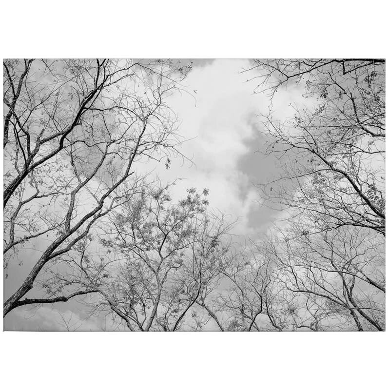 A.S. Création Leinwandbild Tree tops Größe 70cm x 50cm