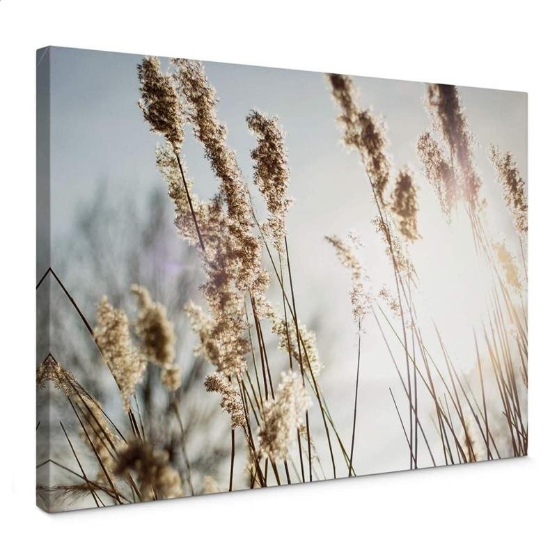 A.S. Création Leinwandbild Pampas grass Größe 70cm x 50cm