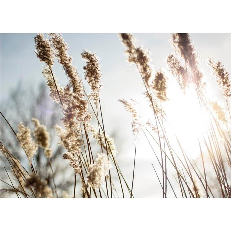 A.S. Création Leinwandbild Pampas grass Größe 70cm x 50cm