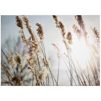 A.S. Cr&eacute;ation Leinwandbild Pampas grass...