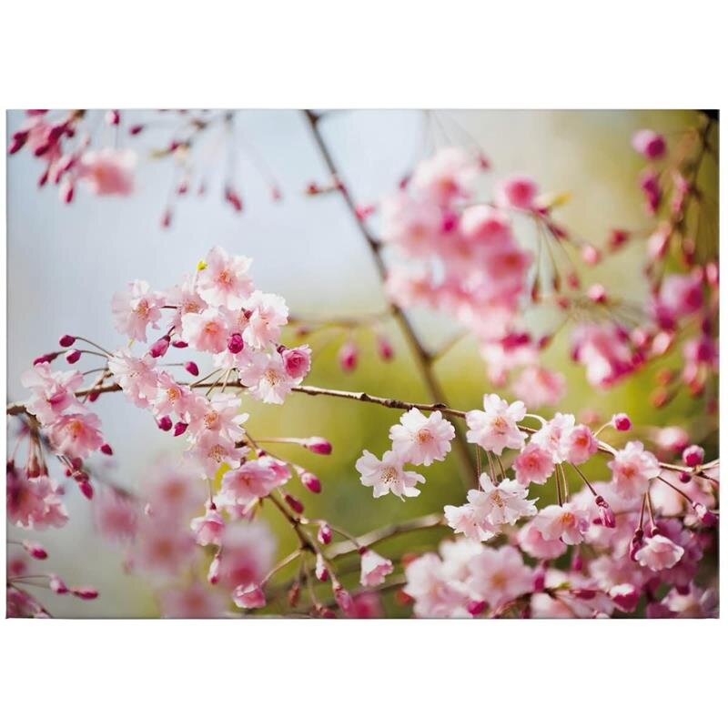 A.S. Création Leinwandbild CherryBlossoms Größe 70cm x 50cm