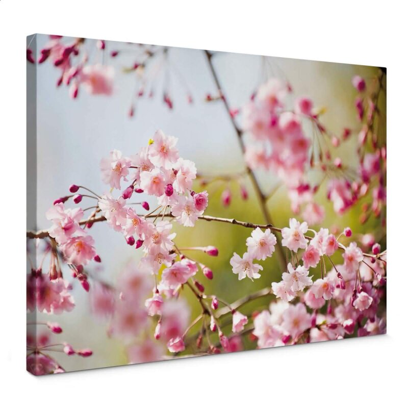 A.S. Création Leinwandbild CherryBlossoms Größe 70cm x 50cm