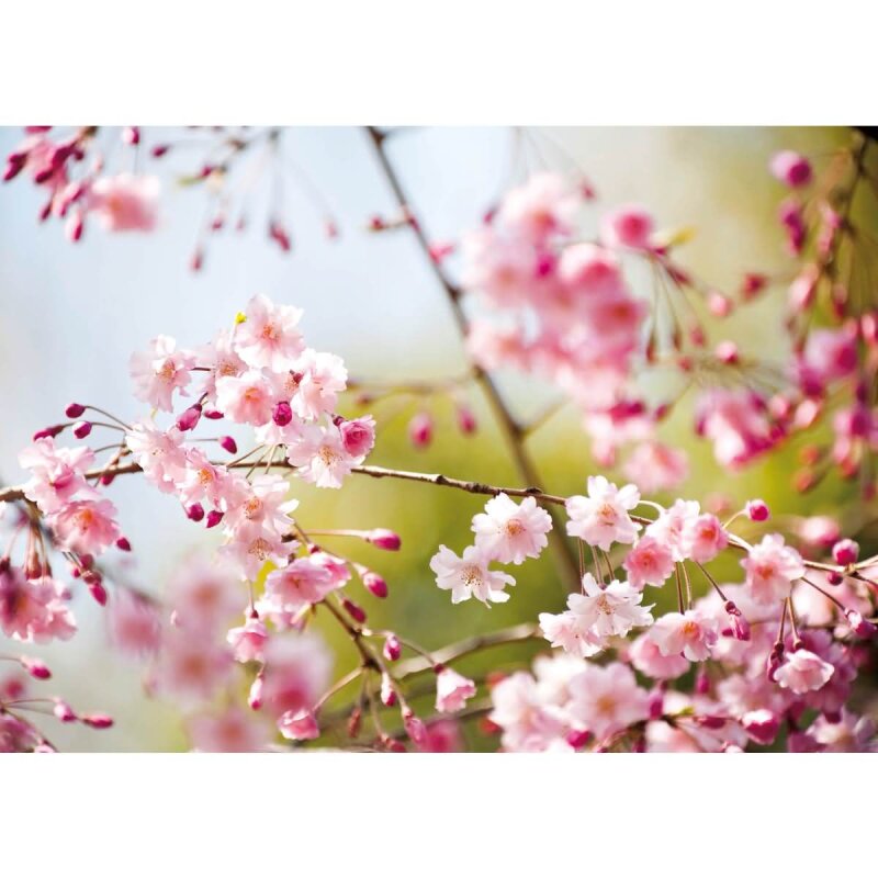 A.S. Création Leinwandbild CherryBlossoms Größe 70cm x 50cm