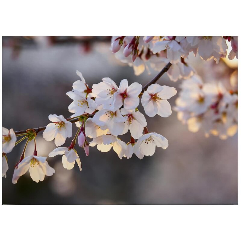 A.S. Création Leinwandbild Cherry Branch Größe 70cm x 50cm