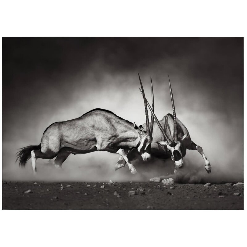 A.S. Création Leinwandbild Duel Größe 70cm x 50cm