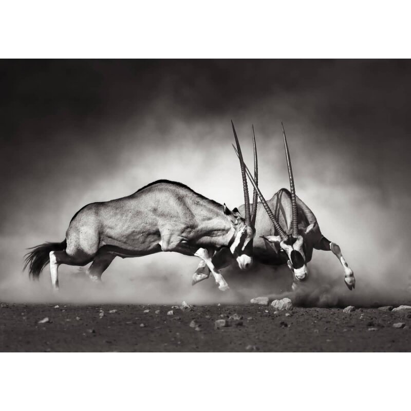 A.S. Création Leinwandbild Duel Größe 70cm x 50cm