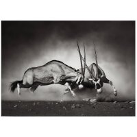 A.S. Cr&eacute;ation Leinwandbild Duel Gr&ouml;&szlig;e...