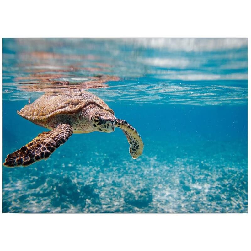 A.S. Création Leinwandbild TravelingTurtl Größe 70cm x 50cm