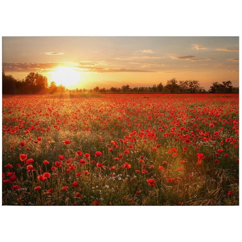 A.S. Création Leinwandbild Poppy Field Größe 70cm x 50cm