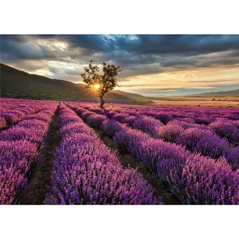 A.S. Création Leinwandbild LavenderFields Größe 70cm x 50cm