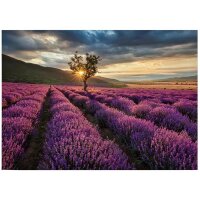 A.S. Cr&eacute;ation Leinwandbild LavenderFields...