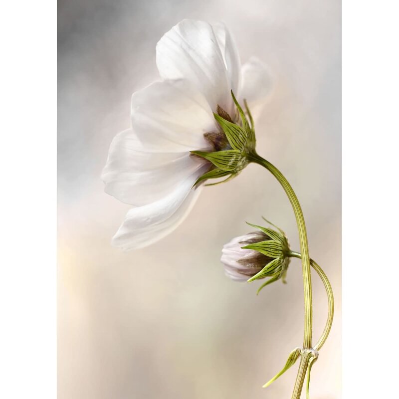 A.S. Création Leinwandbild Cosmos Größe 50cm x 70cm