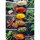 A.S. Création Leinwandbild Spices Größe 50cm x 70cm