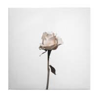 A.S. Cr&eacute;ation Leinwandbild The white rose...