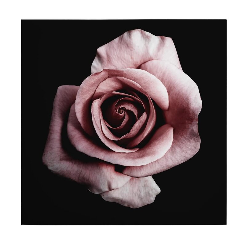 A.S. Création Leinwandbild Single rose Größe 50cm x 50cm