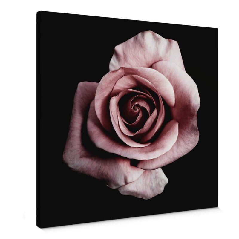A.S. Création Leinwandbild Single rose Größe 50cm x 50cm