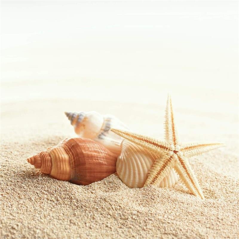 A.S. Création Leinwandbild Starfish Größe 50cm x 50cm