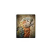 A.S. Cr&eacute;ation Leinwandbild Fantasy Parrot Orange...