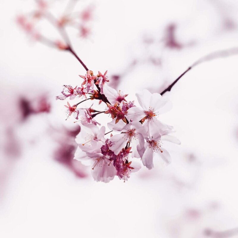 A.S. Création Leinwandbild Cherry Blossom