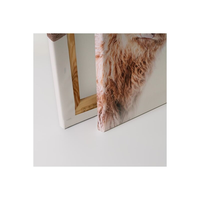 A.S. Création Leinwandbild Highland Cattle 2