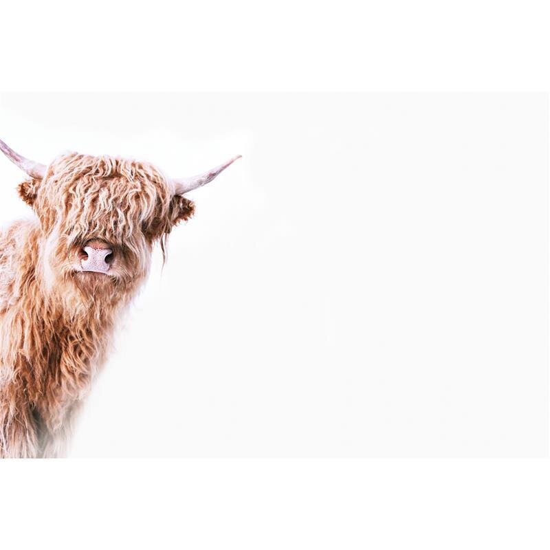 A.S. Création Leinwandbild Highland Cattle 2