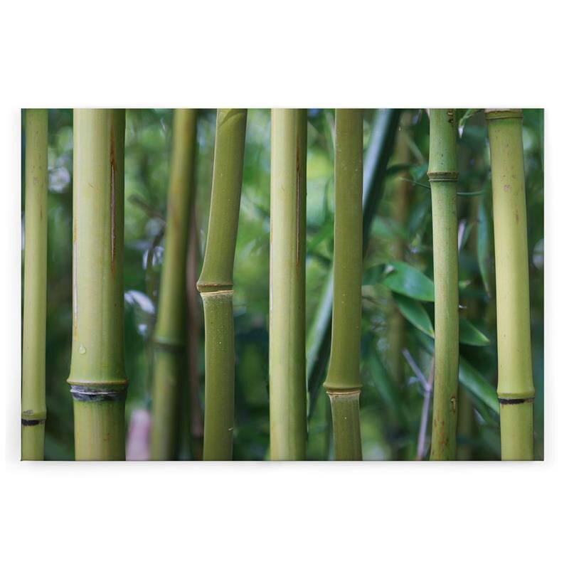 A.S. Création Leinwandbild Bambus