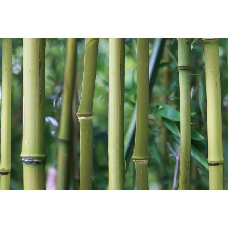 A.S. Création Leinwandbild Bambus