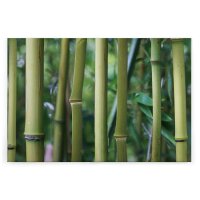 A.S. Cr&eacute;ation Leinwandbild Bambus