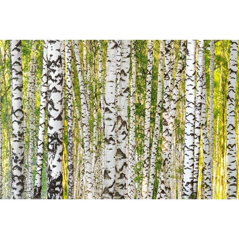 A.S. Création Leinwandbild BirchForest