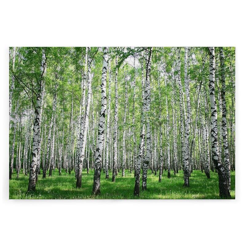 A.S. Création Leinwandbild Birkenwald