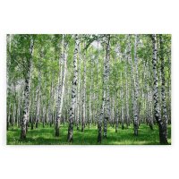 A.S. Cr&eacute;ation Leinwandbild Birkenwald