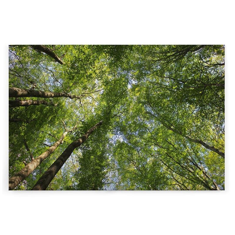 A.S. Création Leinwandbild Blätterdach