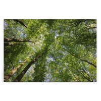 A.S. Cr&eacute;ation Leinwandbild Bl&auml;tterdach