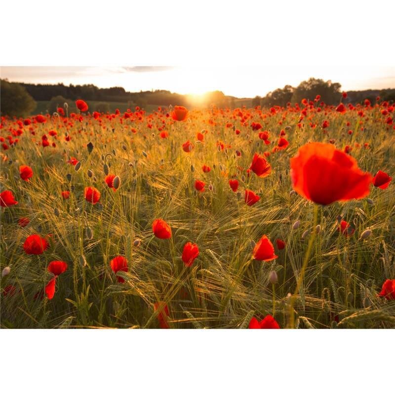 A.S. Création Leinwandbild Blumenfeldrot