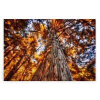 A.S. Cr&eacute;ation Leinwandbild Gl&uuml;henderBaum