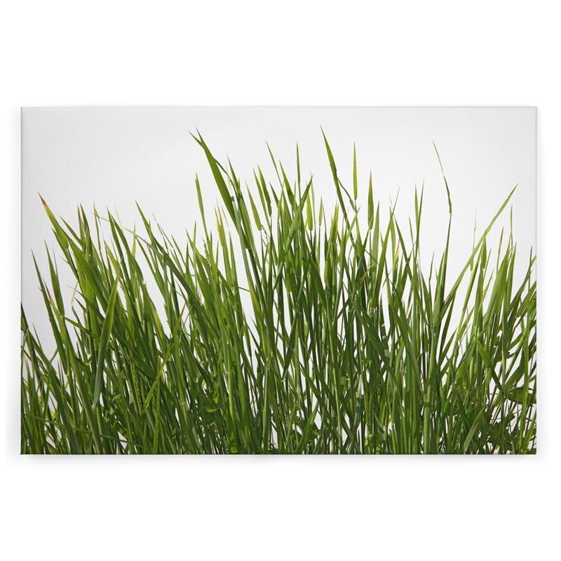 A.S. Création Leinwandbild Gräser