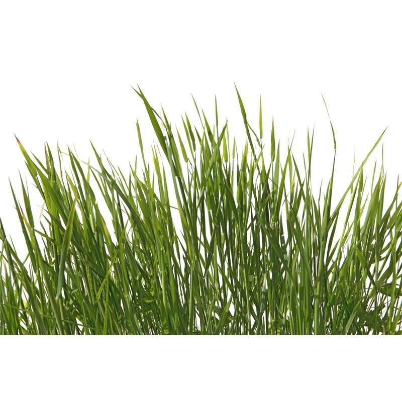 A.S. Création Leinwandbild Gräser