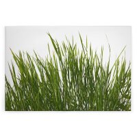 A.S. Cr&eacute;ation Leinwandbild Gr&auml;ser