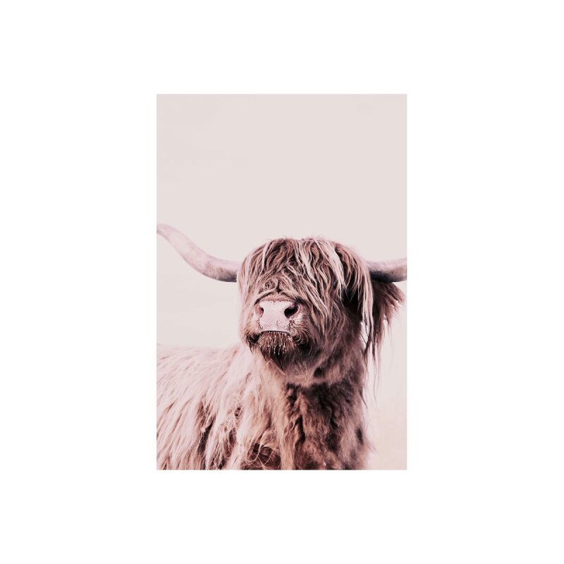 A.S. Création Leinwandbild Highland Cattle 1