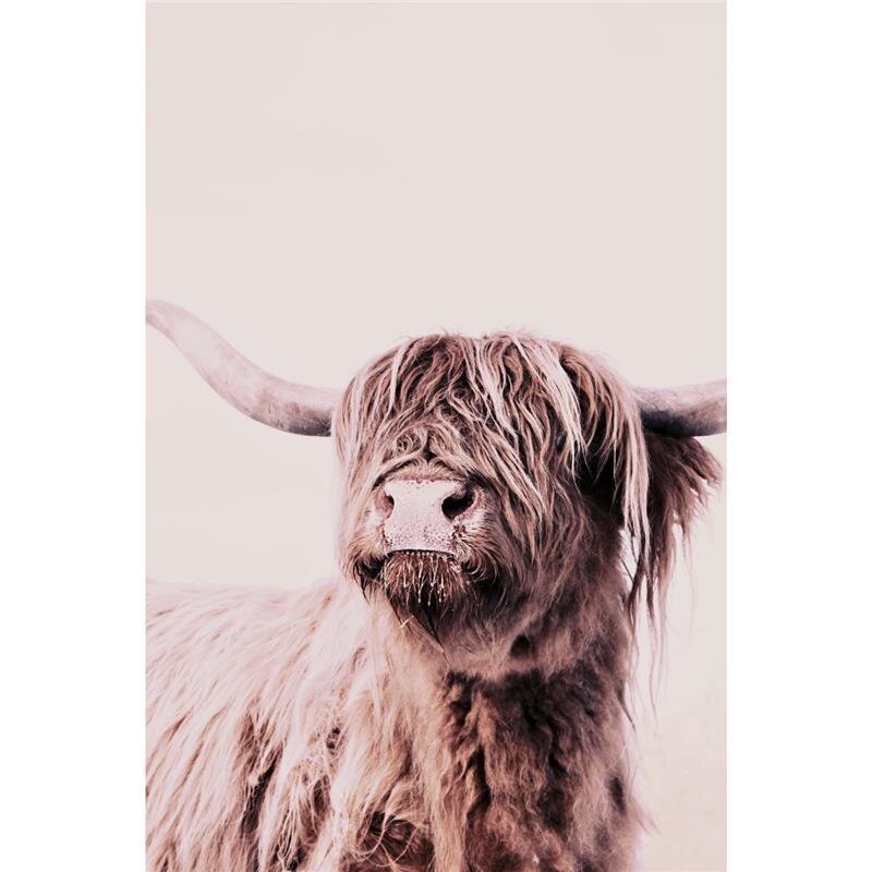 A.S. Création Leinwandbild HighlandCattl1