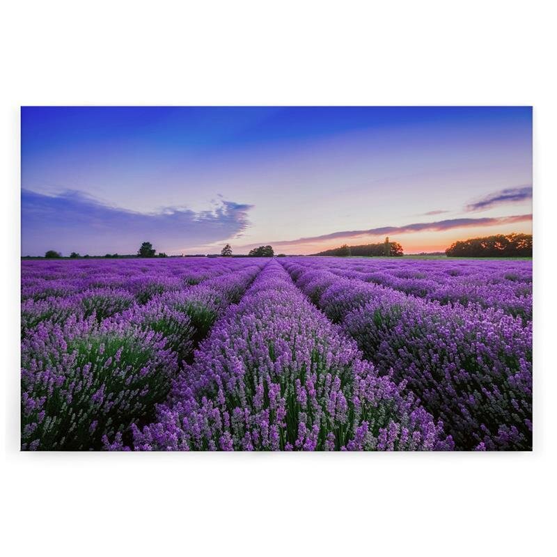 A.S. Création Leinwandbild Lavendelfeld