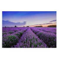 A.S. Cr&eacute;ation Leinwandbild Lavendelfeld