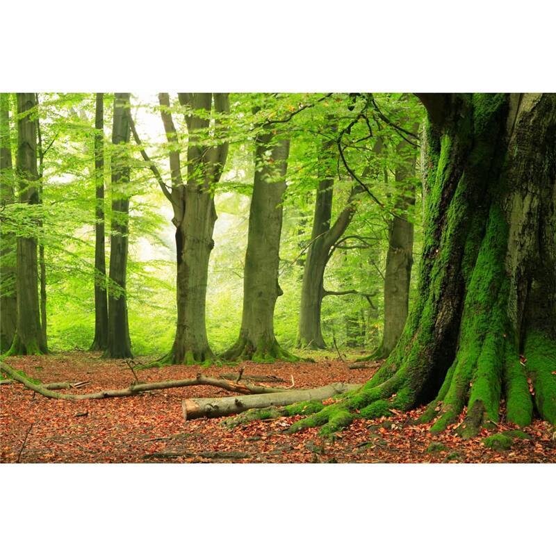 A.S. Création Leinwandbild Moosbäume