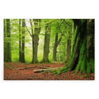 A.S. Cr&eacute;ation Leinwandbild Moosb&auml;ume