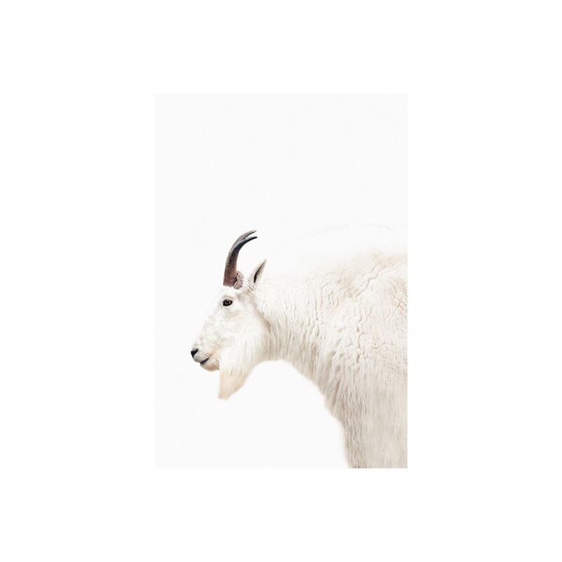 A.S. Création Leinwandbild Mountain Goat