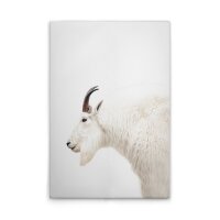 A.S. Cr&eacute;ation Leinwandbild Mountain Goat